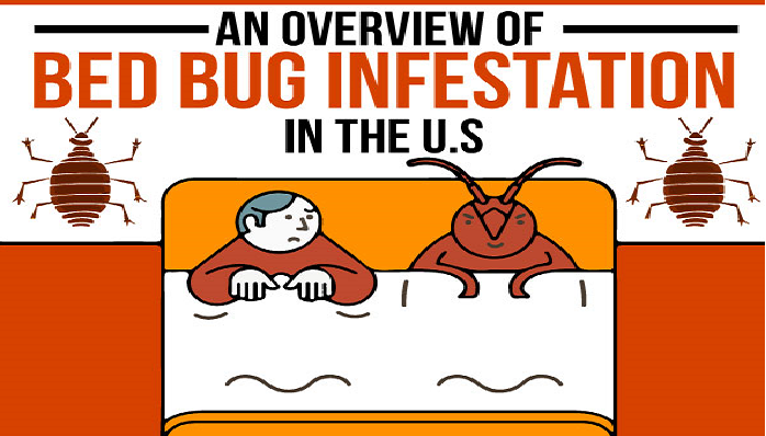 Bed Bugs Infestation